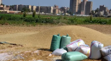 تراجع سعر الأرز الشعير اليوم الخميس 27-11-2025.. تفاصيل من الشعبة